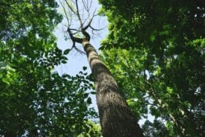 Mature oak tree in a wooded landscape, highlighting trees that can be vulnerable to oak wilt.