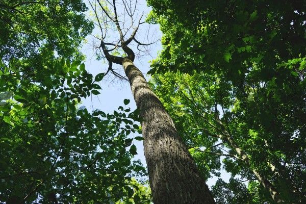 Mature oak tree in a wooded landscape, highlighting trees that can be vulnerable to oak wilt.
