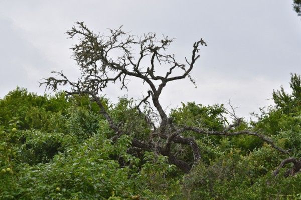 Mature oak tree with extensive canopy dieback and dead branches, showing signs of severe decline.
