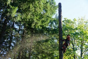 Arborist climbing a tall tree trunk while cutting sections during removal amid surrounding evergreens.