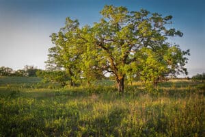 Solitary oak tree with full green canopy standing in a golden grassy field at sunset.