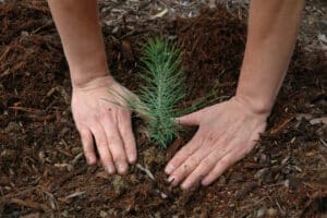Close-up of hands planting a young evergreen sapling into soil surrounded by mulch.