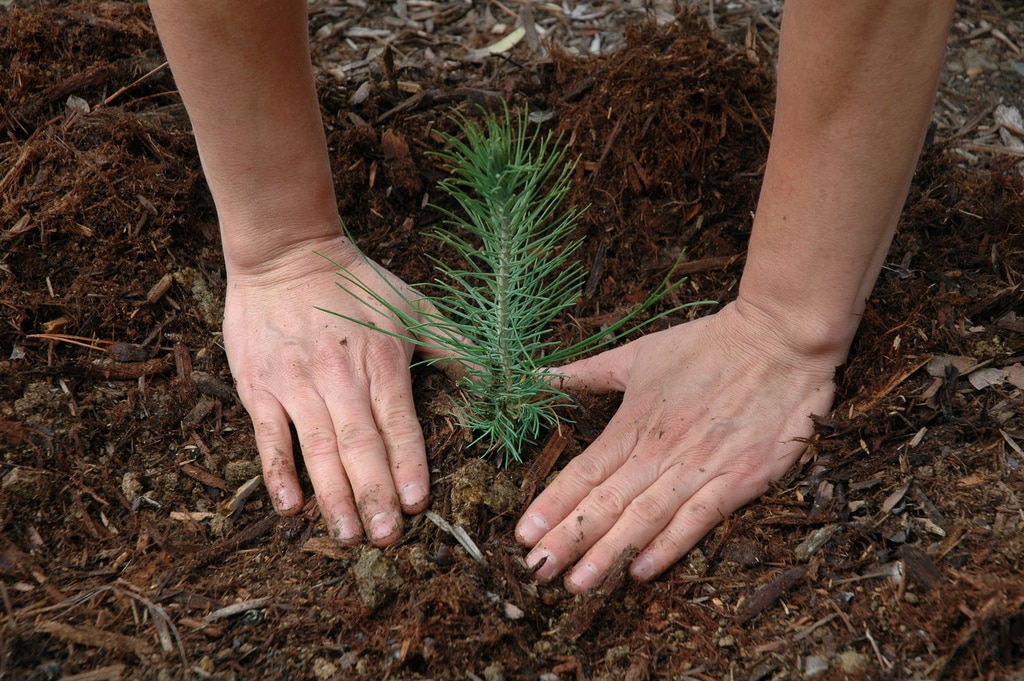 Close-up of hands planting a young evergreen sapling into soil surrounded by mulch.