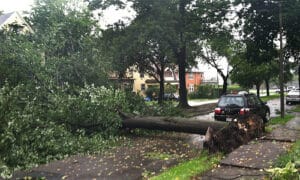 Large uprooted tree lying across a residential street next to a parked car after a storm.