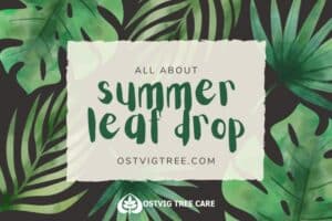 Tropical leaf-patterned graphic titled "All about summer leaf drop" with Ostvig Tree Care logo and website link.