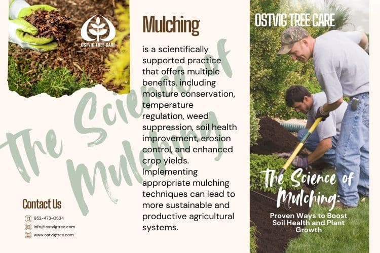 Infographic on the science of mulching with crew members mulching a garden bed.