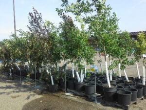 Rows of young potted trees for sale with price tags at an outdoor nursery lot.