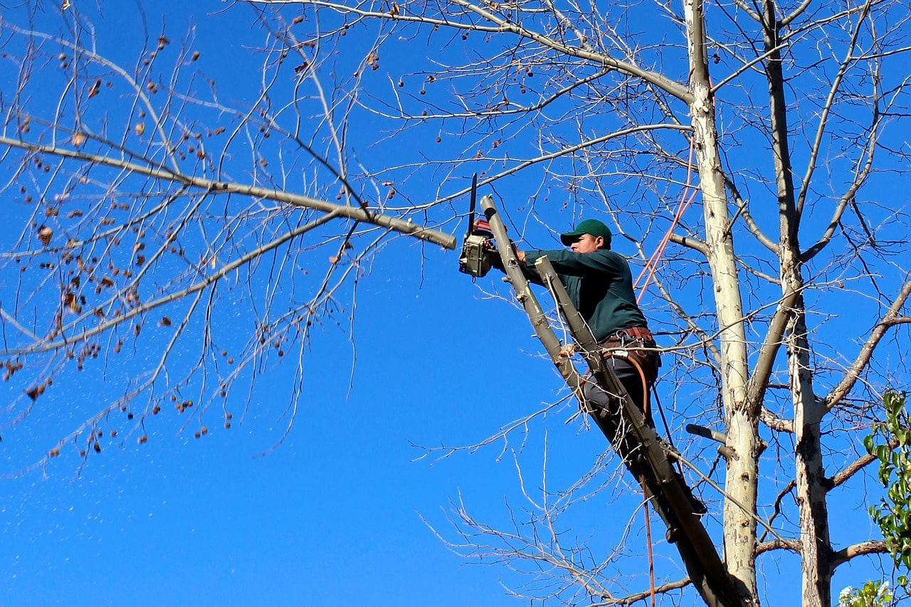 Arborist on a ladder pruning bare tree branches with a chainsaw against a clear blue winter sky.