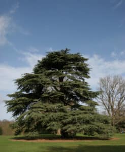 Large mature cedar tree with wide horizontal branching and dark green foliage standing in an open lawn.