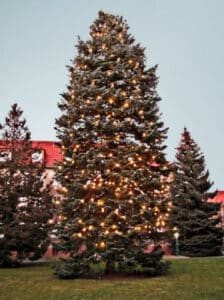 Large evergreen tree decorated with warm string lights in a park with a red-roofed building behind it.