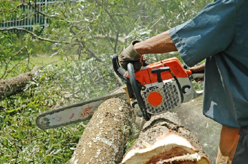 Close-up of a person using a chainsaw to cut through a felled tree trunk.