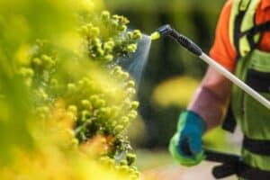 Tree care technician applying a targeted treatment to a tree as part of a Plant Health Care (PHC) program.