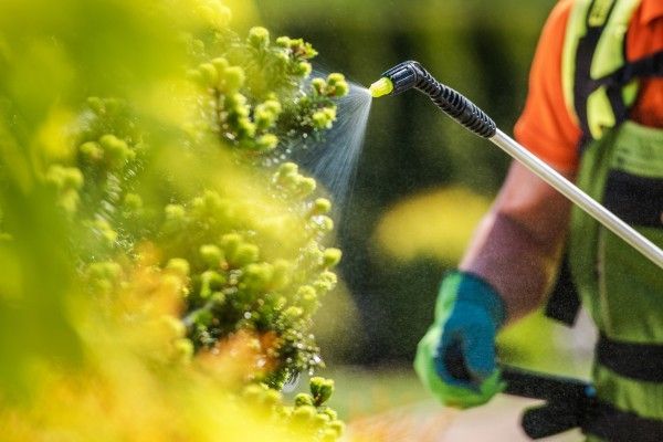 Tree care technician applying a targeted treatment to a tree as part of a Plant Health Care (PHC) program.