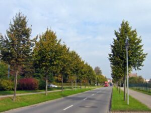 Tree-lined residential street with a red vehicle driving down the road under a partly cloudy sky.