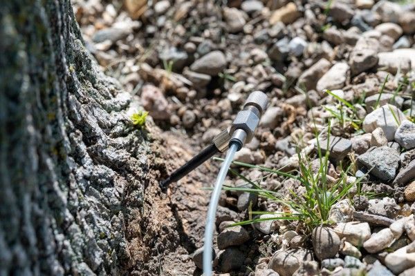 Tree injection port inserted into the root flare of an oak tree for preventive fungicide treatment.
