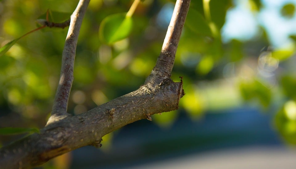 Close-up of a tree branch fork with an improper pruning cut leaving a jagged stub, surrounded by green leaves.