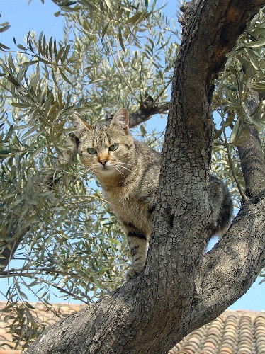 Tabby cat perched on a thick olive tree branch against a blue sky and tiled rooftop.