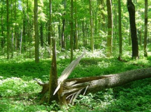Snapped tree trunk lying broken in a lush green summer forest floor.