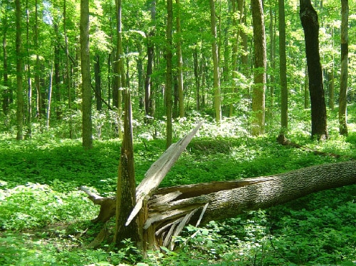 Snapped tree trunk lying broken in a lush green summer forest floor.