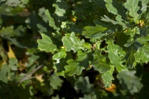 Close-up of green bur oak leaves with lobed edges on a sunlit branch.
