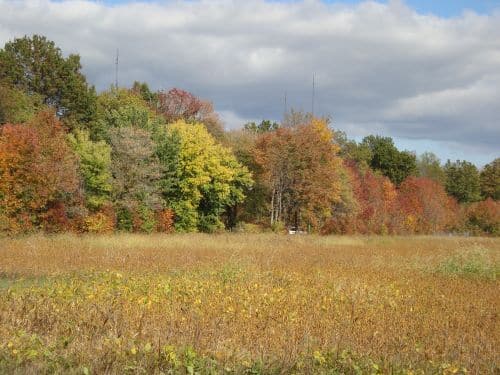 Golden field bordered by a treeline of red, orange, and yellow fall foliage under a partly cloudy sky.