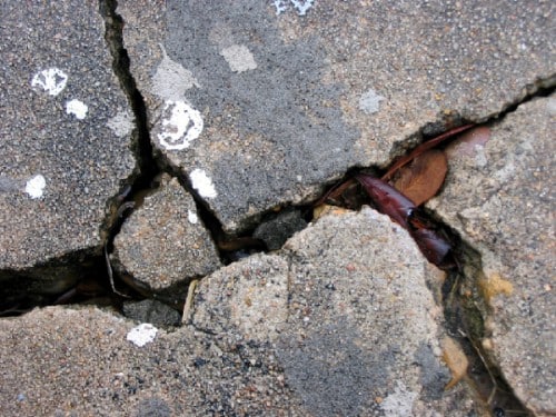 Close-up of deep cracks in a concrete sidewalk with a fallen leaf wedged inside.