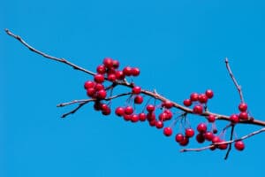 Bare branch clustered with bright red berries against a vivid blue sky.