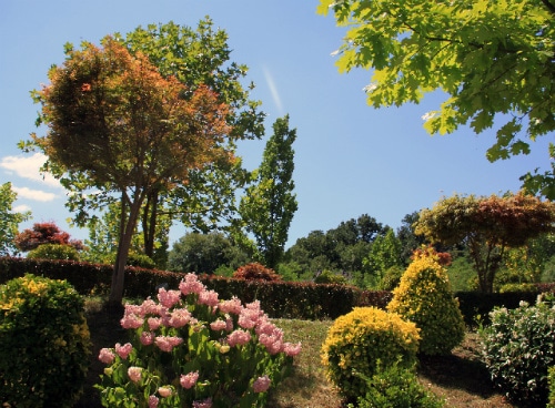 Landscaped garden with pink tulips, yellow shrubs, and ornamental trees under a clear blue sky.