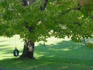Tire swing hanging from a large shade tree over a sunlit lawn.