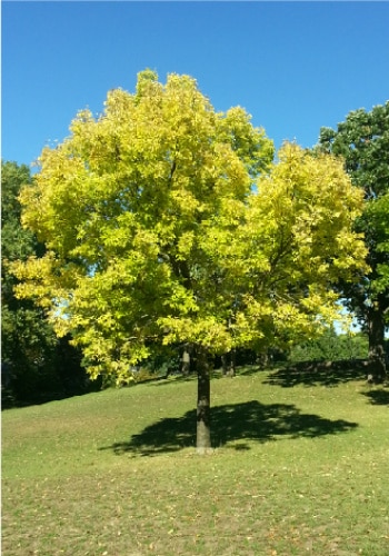 Full, rounded shade tree with bright yellow fall foliage standing alone on a sloped lawn under a clear blue sky.