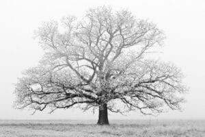 Black and white photo of a wide, symmetrical bare oak tree standing alone in a foggy winter field.