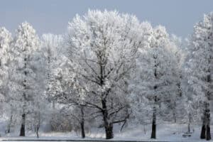 Row of trees heavily coated in frost and snow against a pale winter sky.