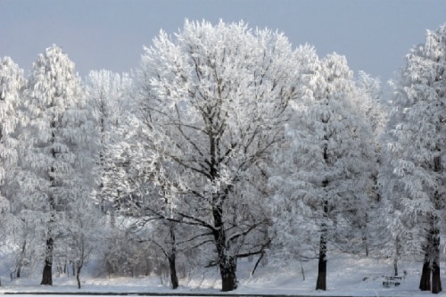 Row of trees heavily coated in frost and snow against a pale winter sky.
