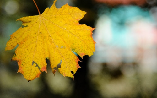 Close-up of a single golden-yellow maple leaf against a blurred colorful background.