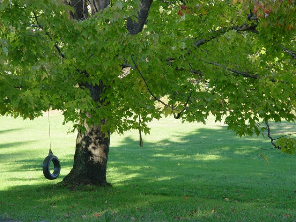 Tire swing hanging from a large shade tree over a sunlit lawn.
