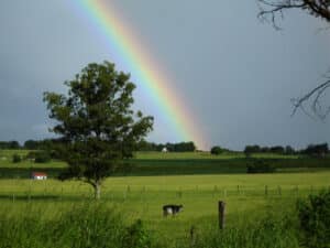 Rainbow arcing over a green pasture with a single tree, grazing cow, and distant farmhouse.