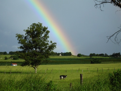 Rainbow arcing over a green pasture with a single tree, grazing cow, and distant farmhouse.