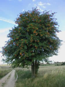 Full rowan tree covered in clusters of red berries standing beside a dirt path in a field.