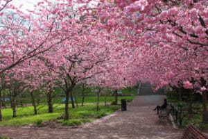 Park pathway lined with pink blossoming cherry trees forming a canopy over benches and walkway.