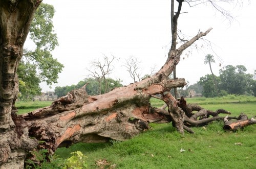 Large dead tree with exposed roots lying fallen across a grassy field.