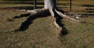 Large tree trunk with prominent above-ground buttress roots spreading across a grassy park lawn.