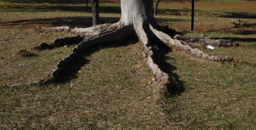 Large tree trunk with prominent above-ground buttress roots spreading across a grassy park lawn.